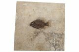 Elegant Fossil Fish (Cockerellites) - Wyoming #233852-1